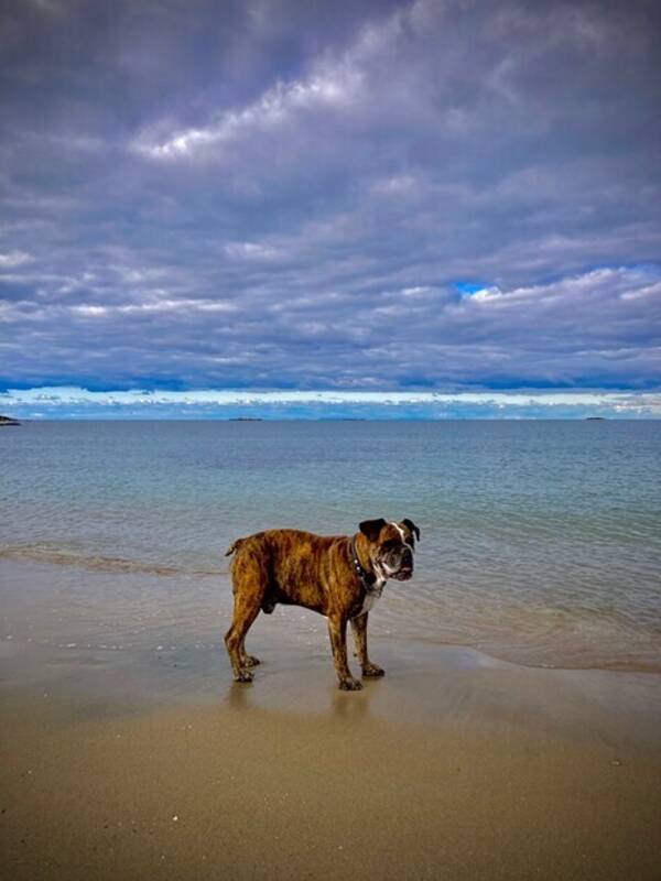 Hund - OLDE Old English bulldog
