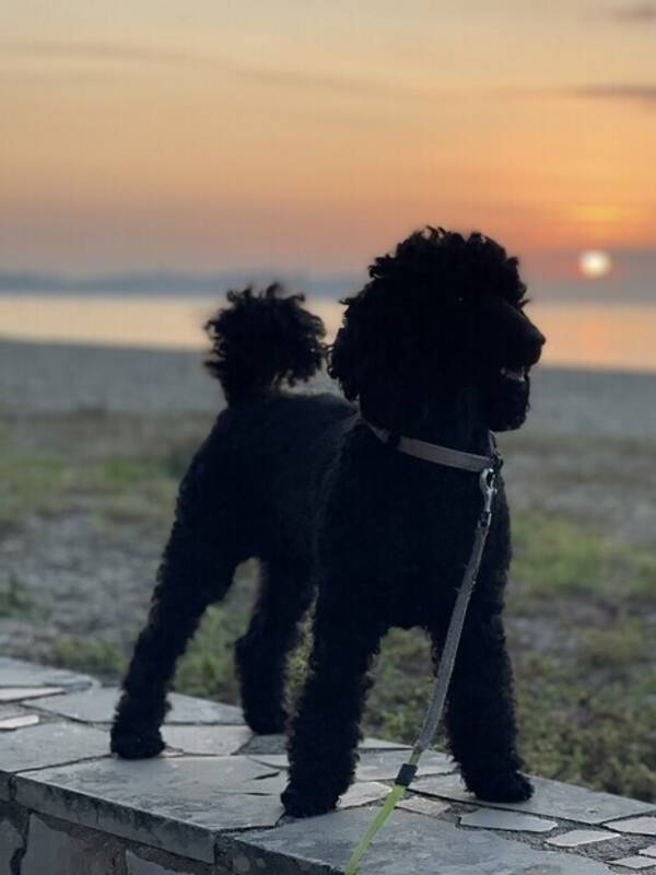 Hund - Pudeln Maggie