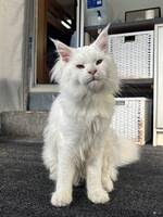 Maine coon katten Leo 