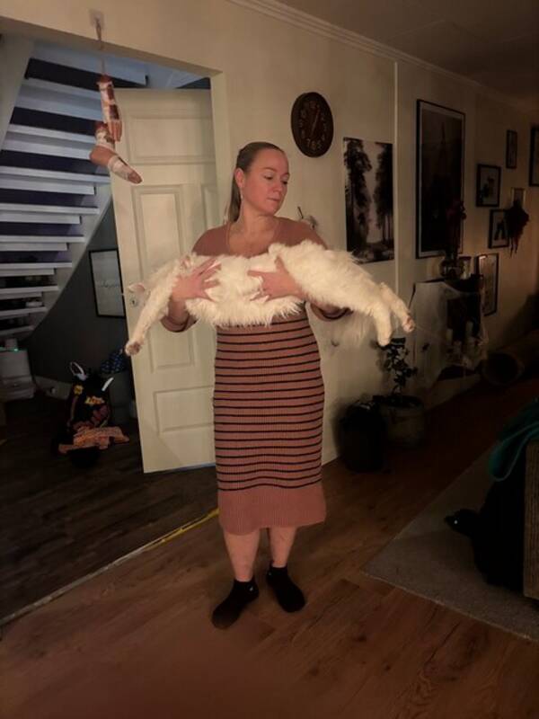 Katt - Maine coon katten Leo 