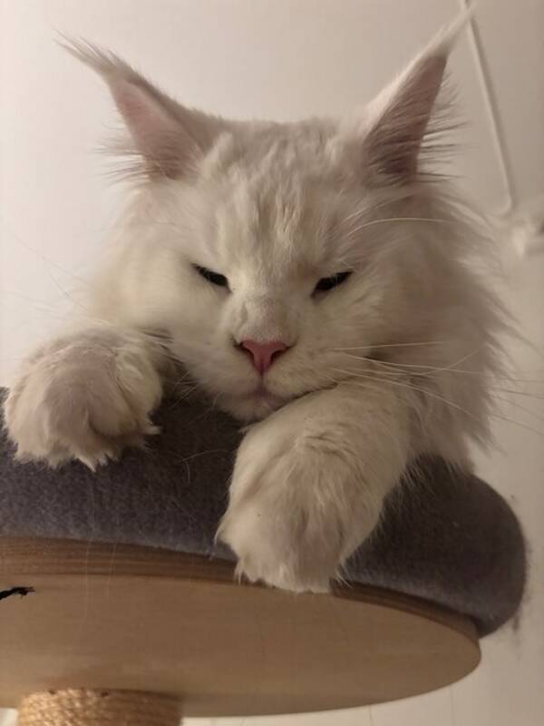 Katt - Maine coon katten Leo 