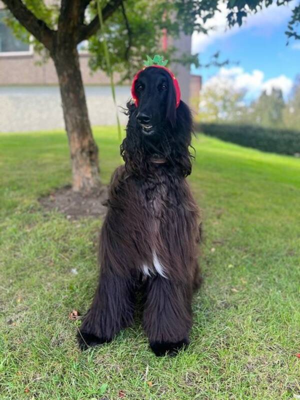 Hund - Bartolomeu Cezar 