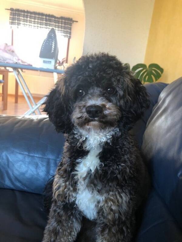 Hund - Cavapoon Lasse