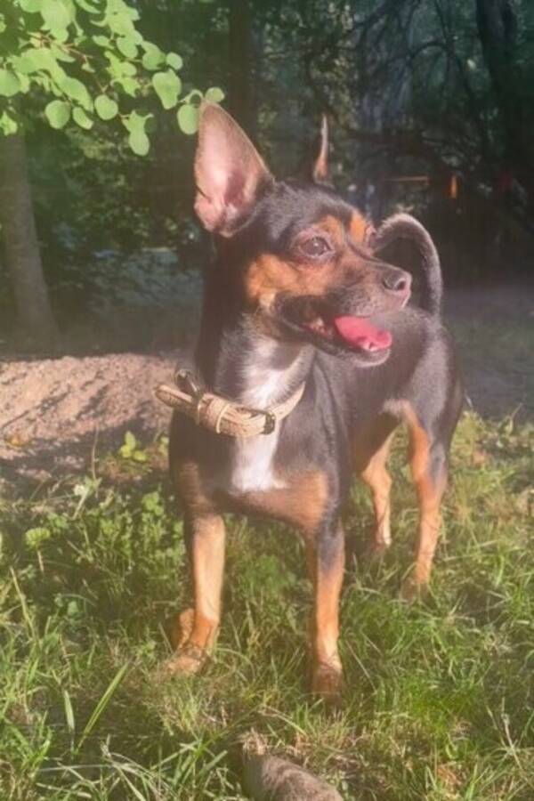 Hund - Chihuahua/Pinscher