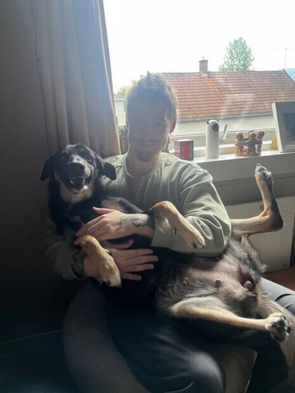 Hund - Alaskan Huskey X Boarder Collie