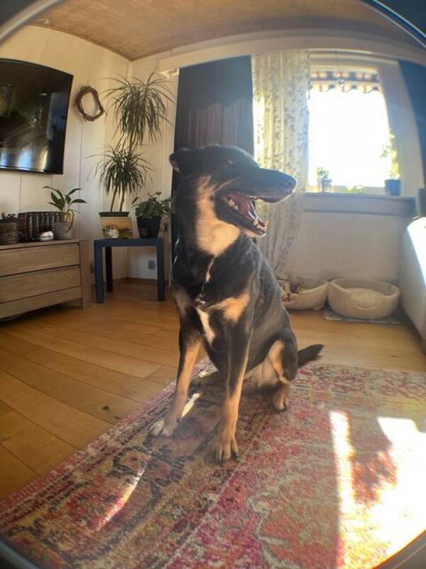 Hund - Alaskan Huskey X Boarder Collie