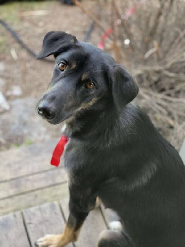 Hund - Alaskan Huskey X Boarder Collie