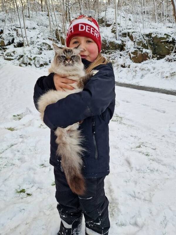 Katt - Helig Birmakatt