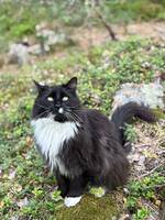 Katten Obi wan Kenobi