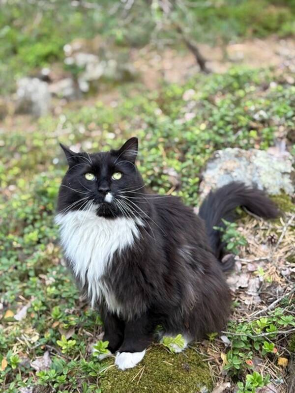 Katt - Katten Obi wan Kenobi