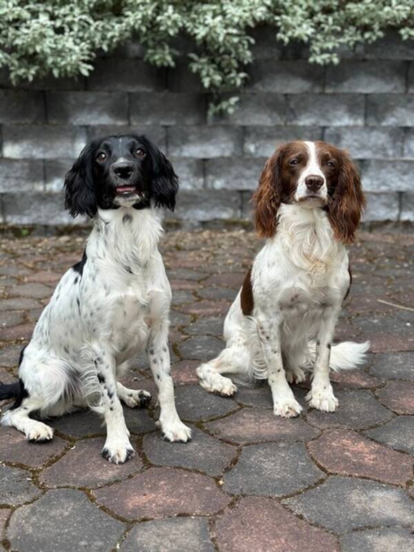 Hund - Maja och Holly