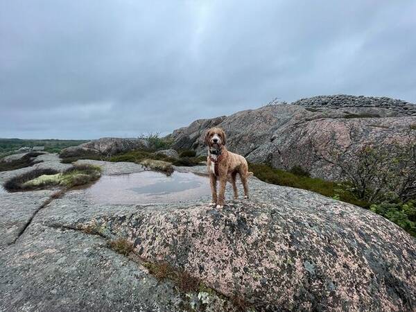 Hund - Enzo, Labradoodle 