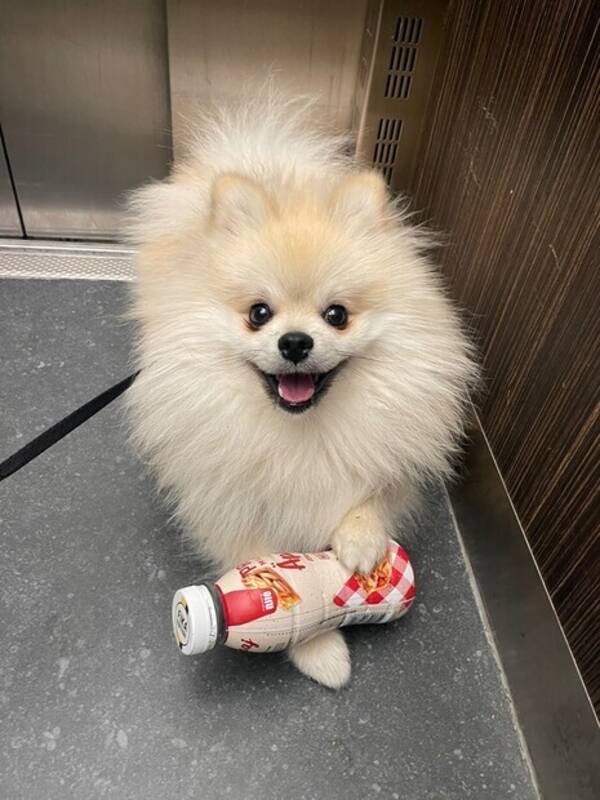 Hund - Enzo the Pomeranian