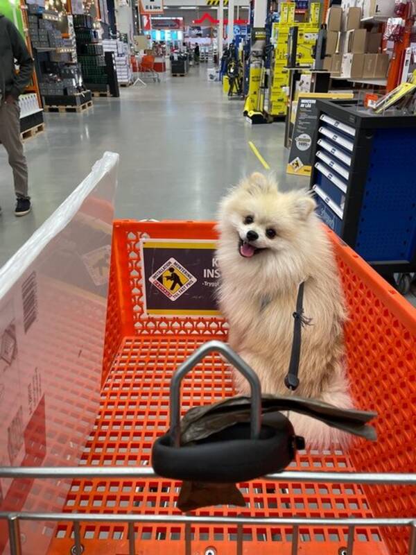 Hund - Enzo the Pomeranian