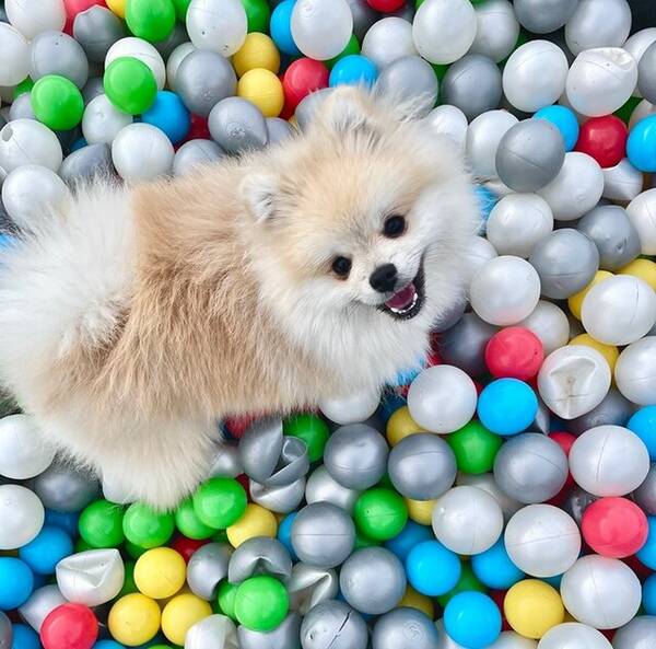 Hund - Enzo the Pomeranian