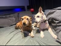 Dvrg pinscher /pinscher