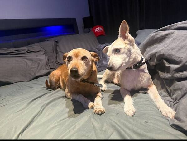 Hund - Dvrg pinscher /pinscher