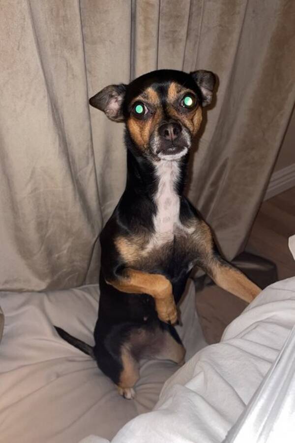 Hund - Chihuahua/Pinscher