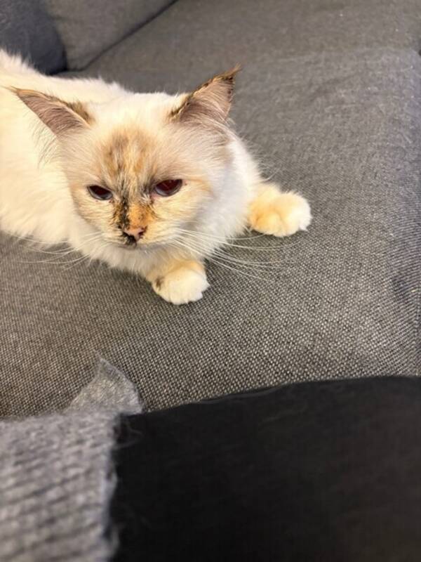 Katt - Heliga Birma Vilma