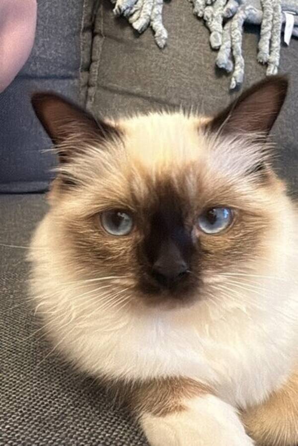 Katt - Heliga Birma Stella