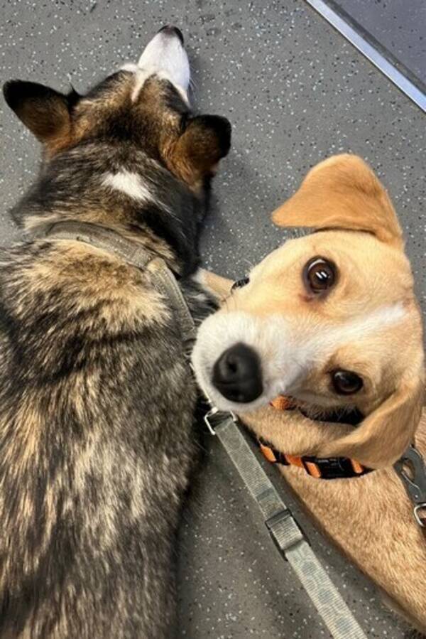 Hund - Rescue blandras 