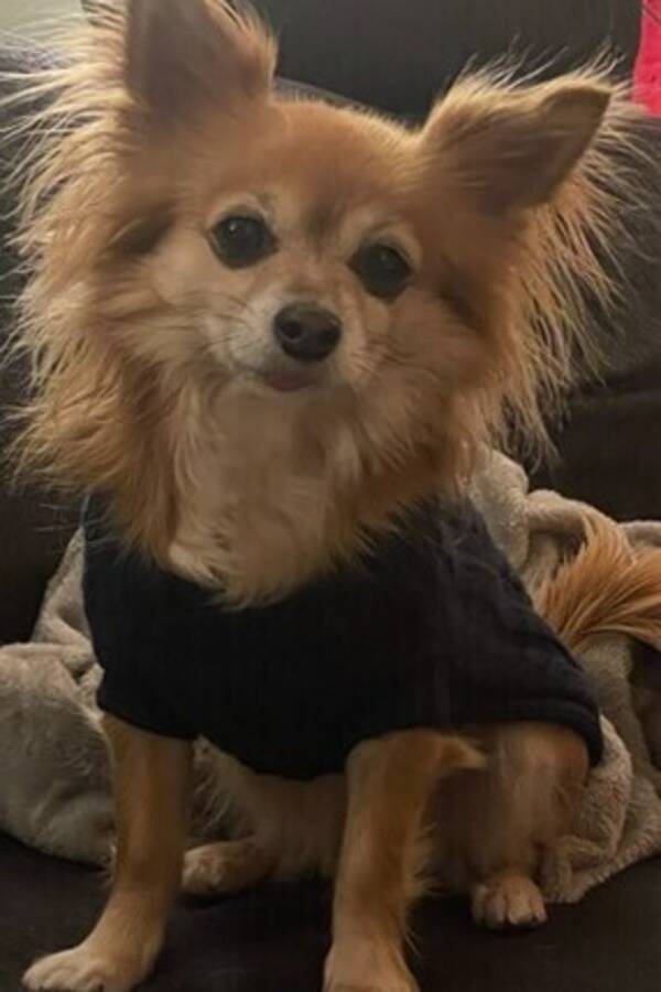 Hund - Blandrasen Ziva