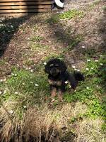 Hedwig, pudelblandning