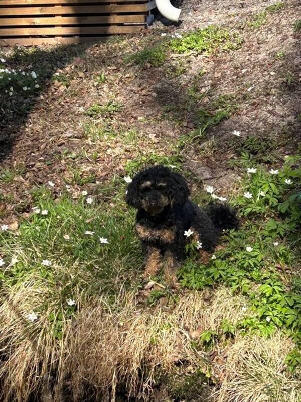 Hund - Hedwig, pudelblandning