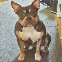 Zoey american  bully 