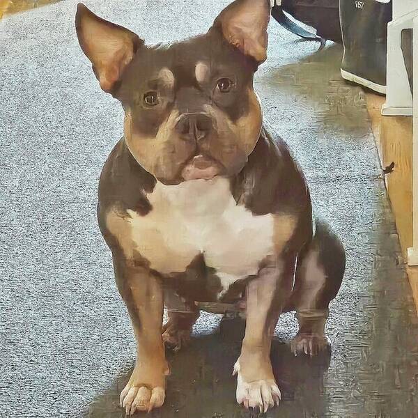 Hund - Zoey american  bully 