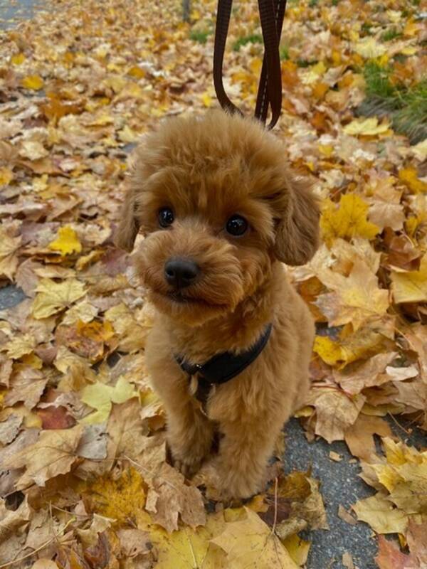 Hund - Toypudel Bruno