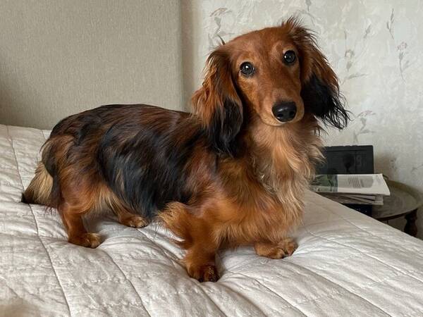 Hund - Dvrgtaxen Zickan