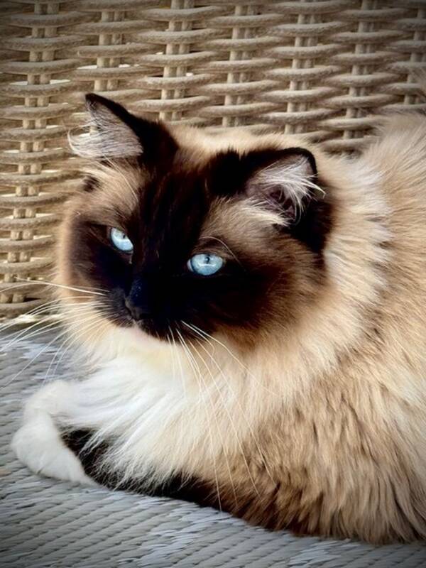 Katt - Ragdoll