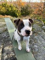 Staffordshire bullterrier