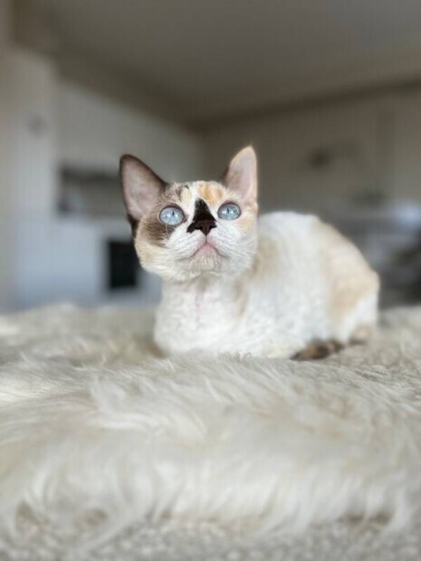 Katt - Devon rex