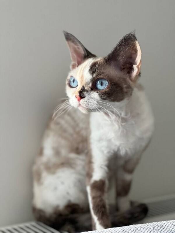 Katt - Devon rex