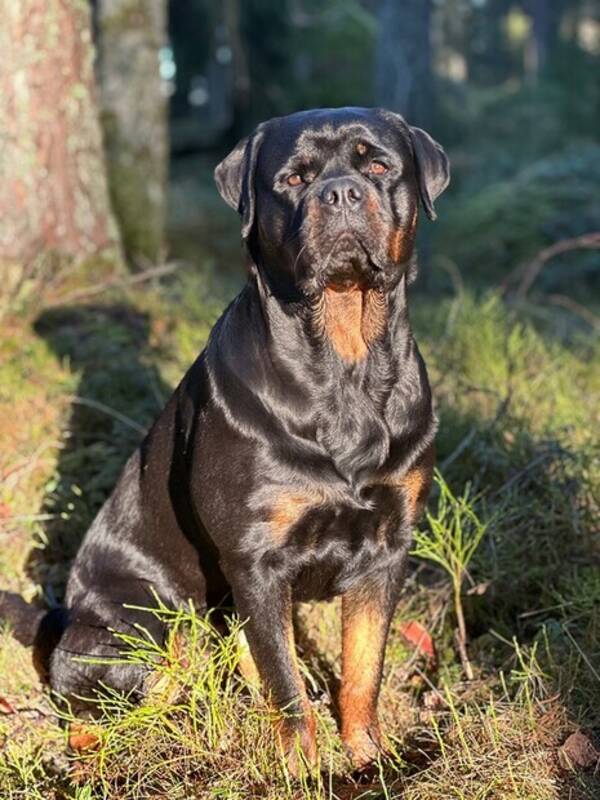 Hund - Rottweilern Svea