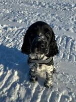Engelsk springer spaniel 