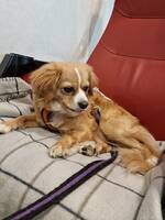 Saga, liten blandras tjej