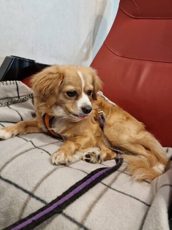 Hund - Saga, liten blandras tjej 