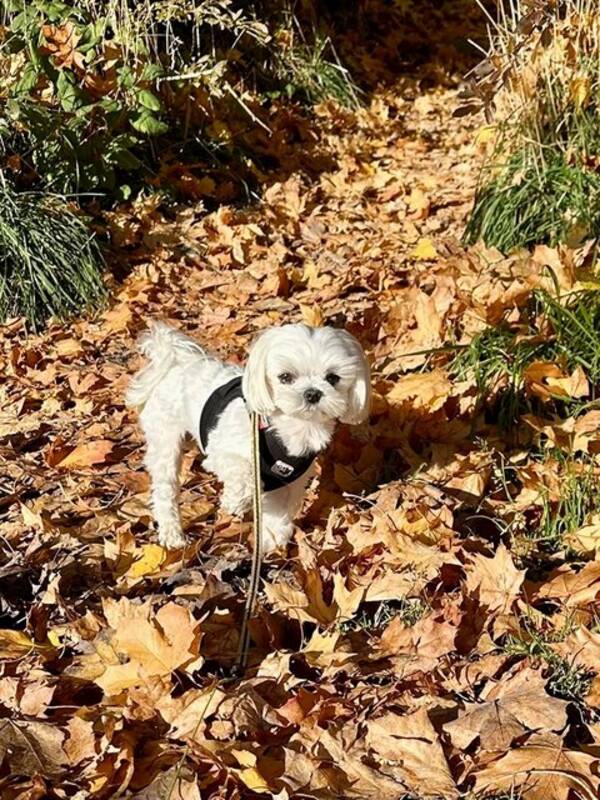 Hund - Maltesen Malte