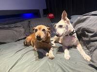 Jackrussel dvärgpinsher /pinscher