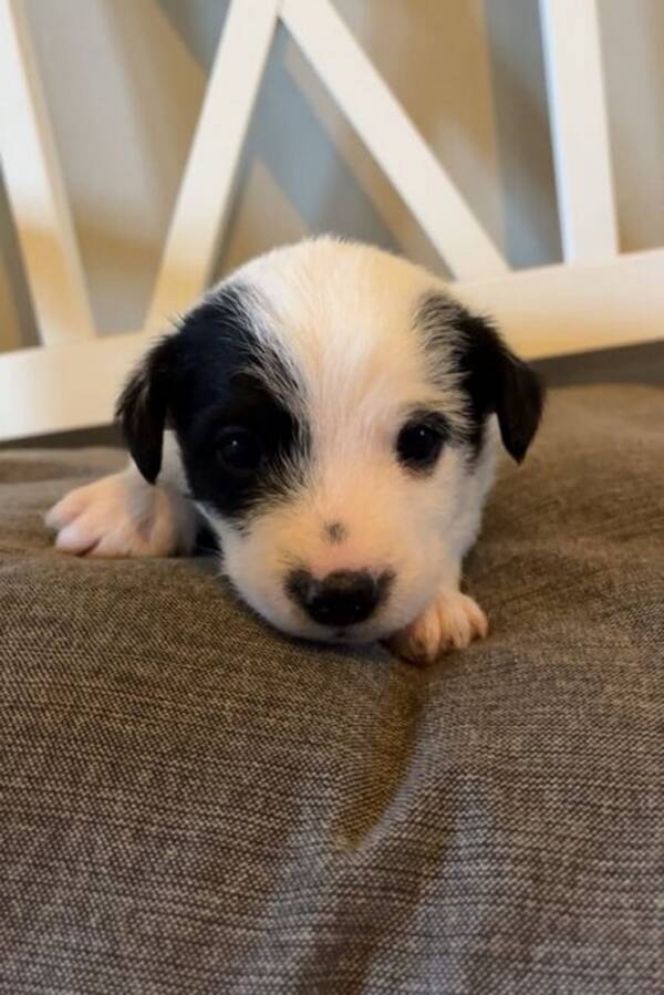 Hund - Jackrussel dvrgpinsher /pinscher 