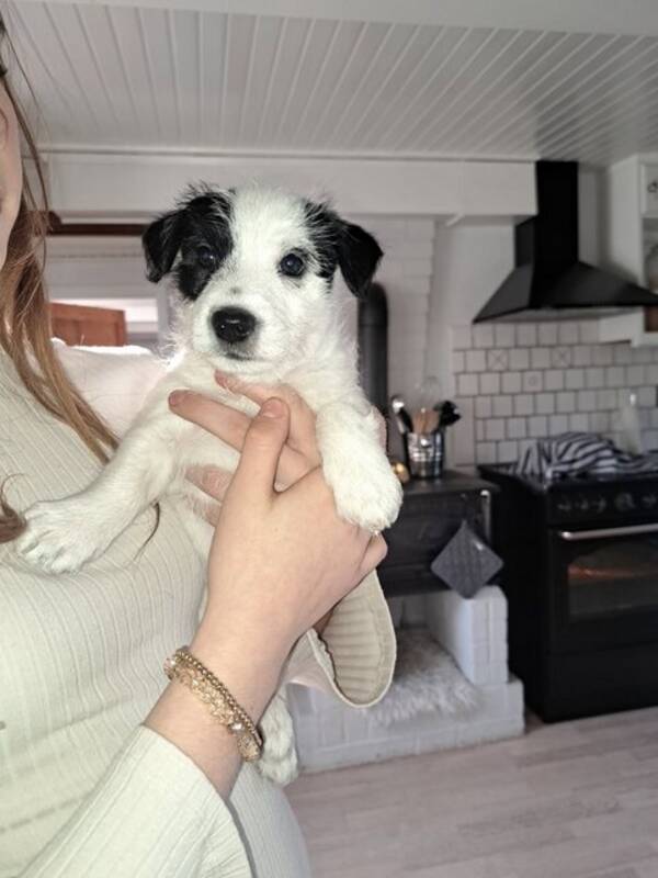 Hund - Jackrussel dvrgpinsher /pinscher 