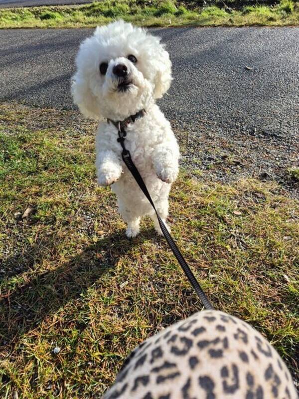 Hund - Bichonen Maggan