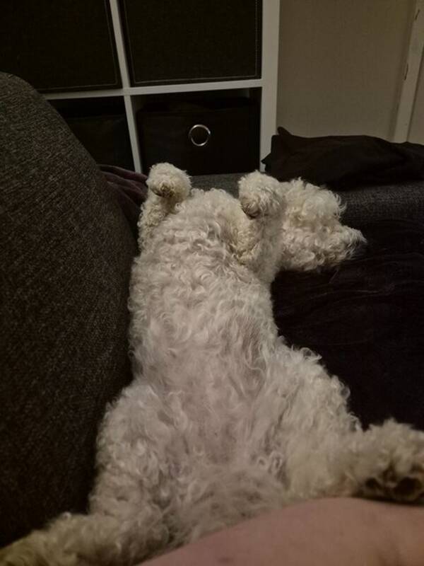 Hund - Bichonen Maggan