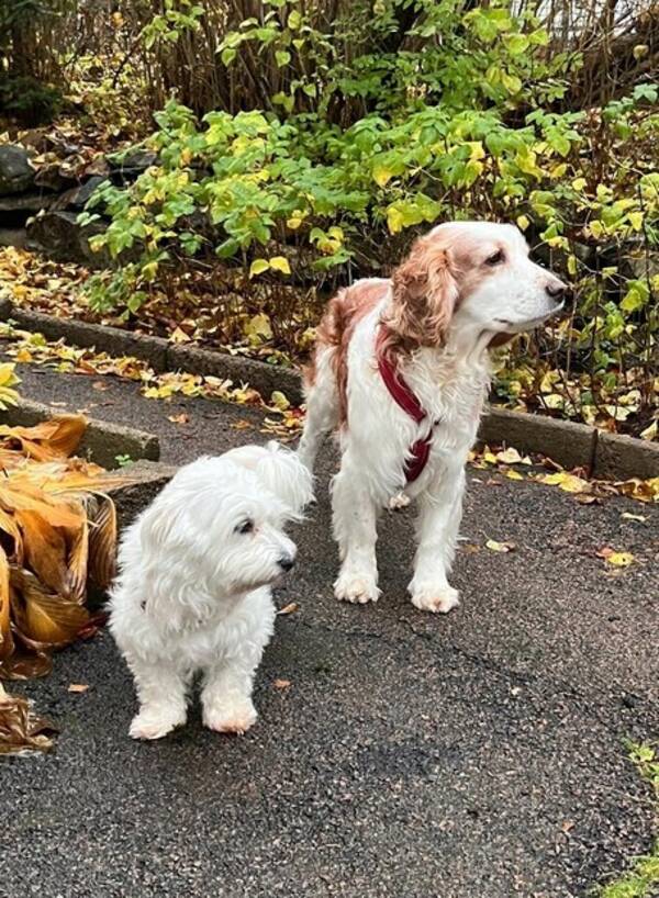 Hund - Freddy en Welsh springer spaniel 