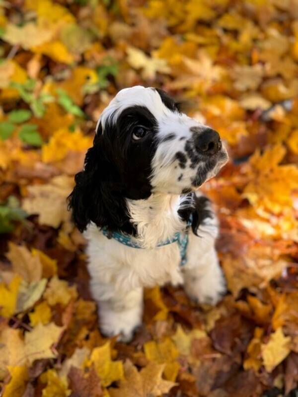 Hund - Cockerspaniel - Elvis