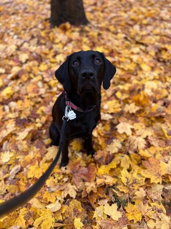 Hund - Meja jaktlabrador