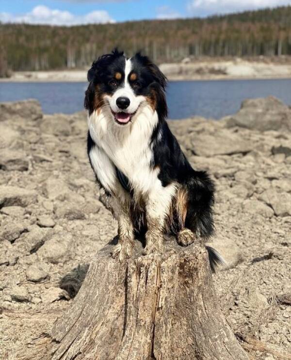 Hund - Happy